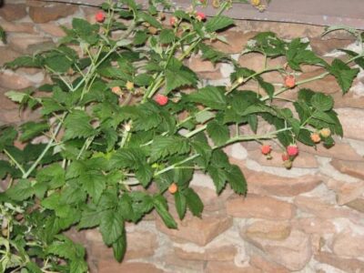 Raspberries At 9,759 Foot Elevation Image